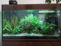 Akwarium Aquael GLOSSY 100 + szafka +ryby, filtr, grzałka inne gratisy