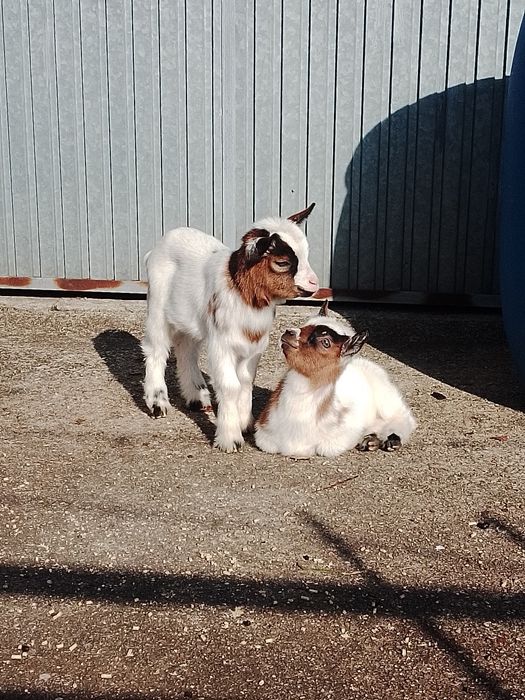 Cabras anãs disponíveis com