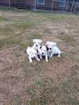 Jack russell terrier