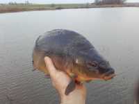 Karp Amur handlowy