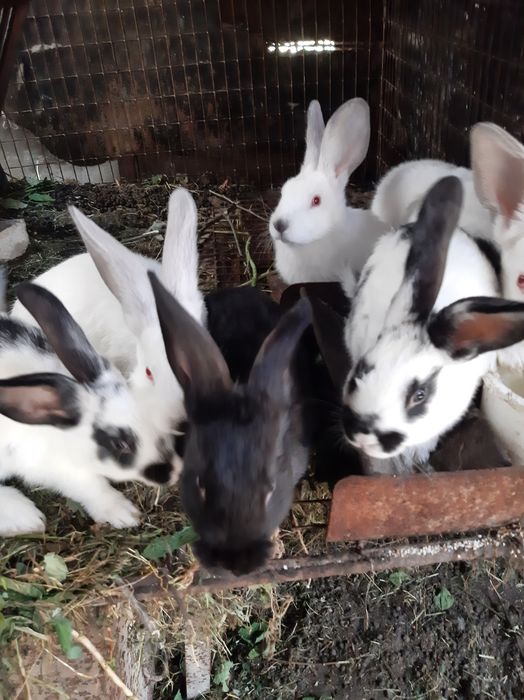 Кроленята та дорослі кролі