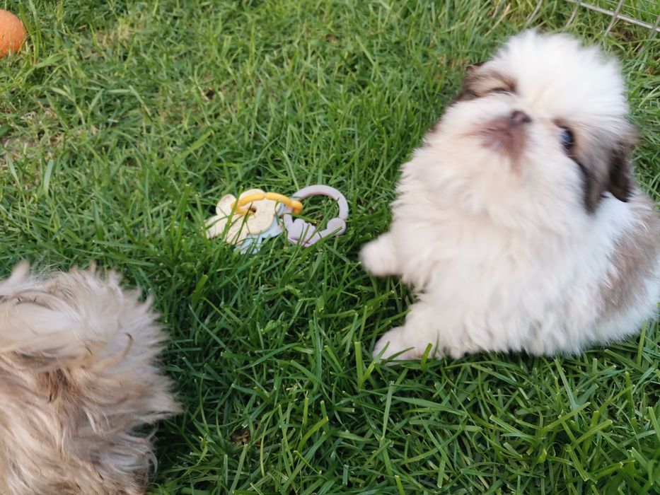 Pekińczyk Pekińczyki Nie Shih Tzu