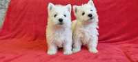 West Highland White Terrier