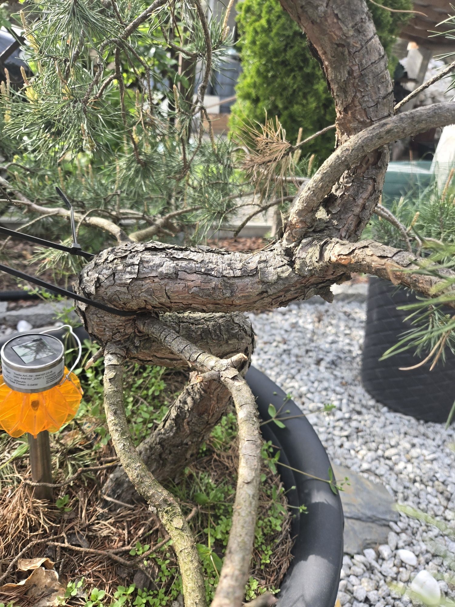 Drzewko bonsai yamadori 30 lat