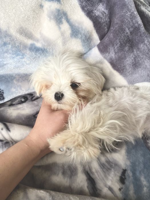 Мальчик Мальтезе — корейская кукла в мини формате!