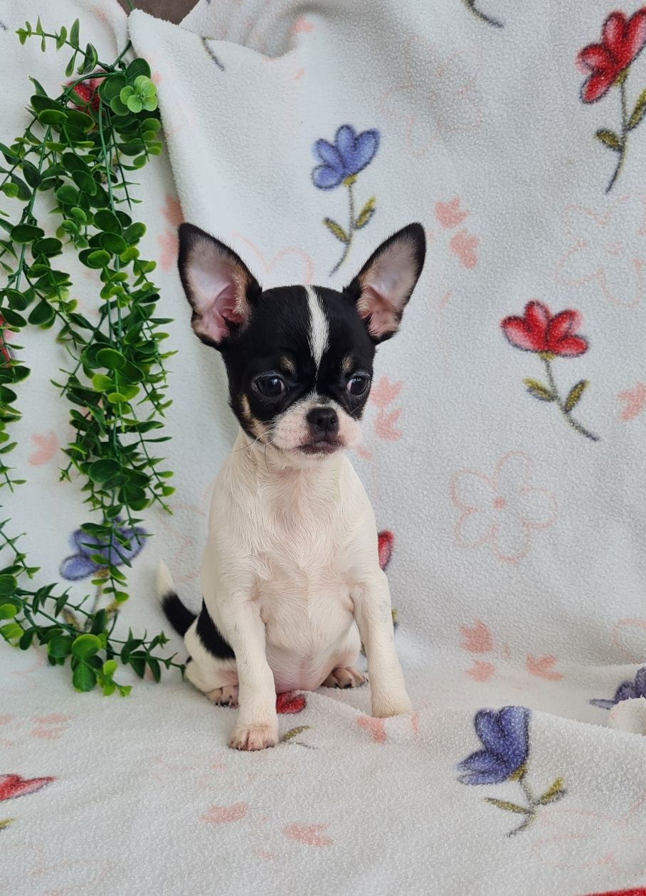Excelente Chihuahua. Linhagem Russa de Qualidade