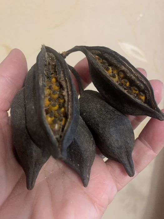 Брахіхітон, пляшкове дерево, однорічні сіянці