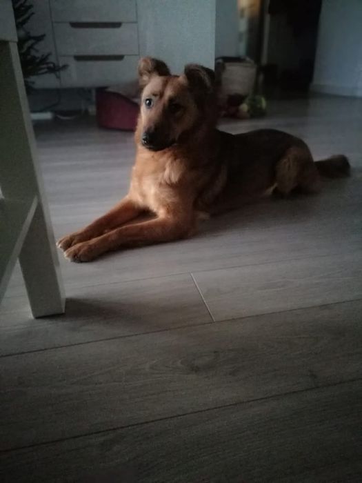 ZAGINĘŁA: Rózia ruda suczka sunia do kolan poszukiwana