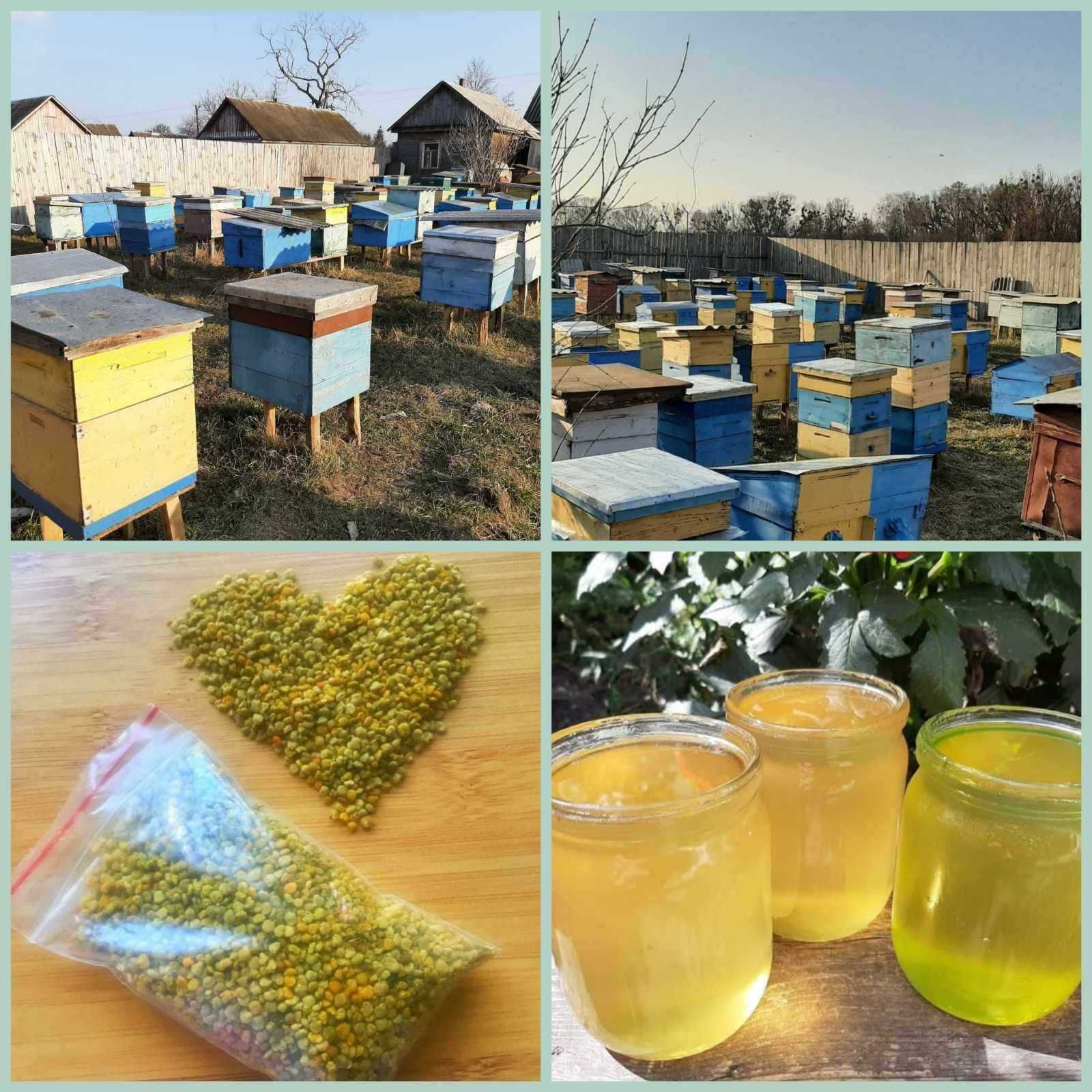 Бджоли, бджолопакети, відводки бджіл, бджолосім'я