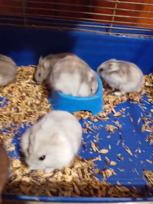 Хомячки Кременчуг