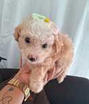 Caniche   fêmea    X