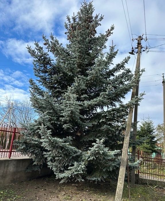 Продаю ялинку сріблясту висотою ~20м