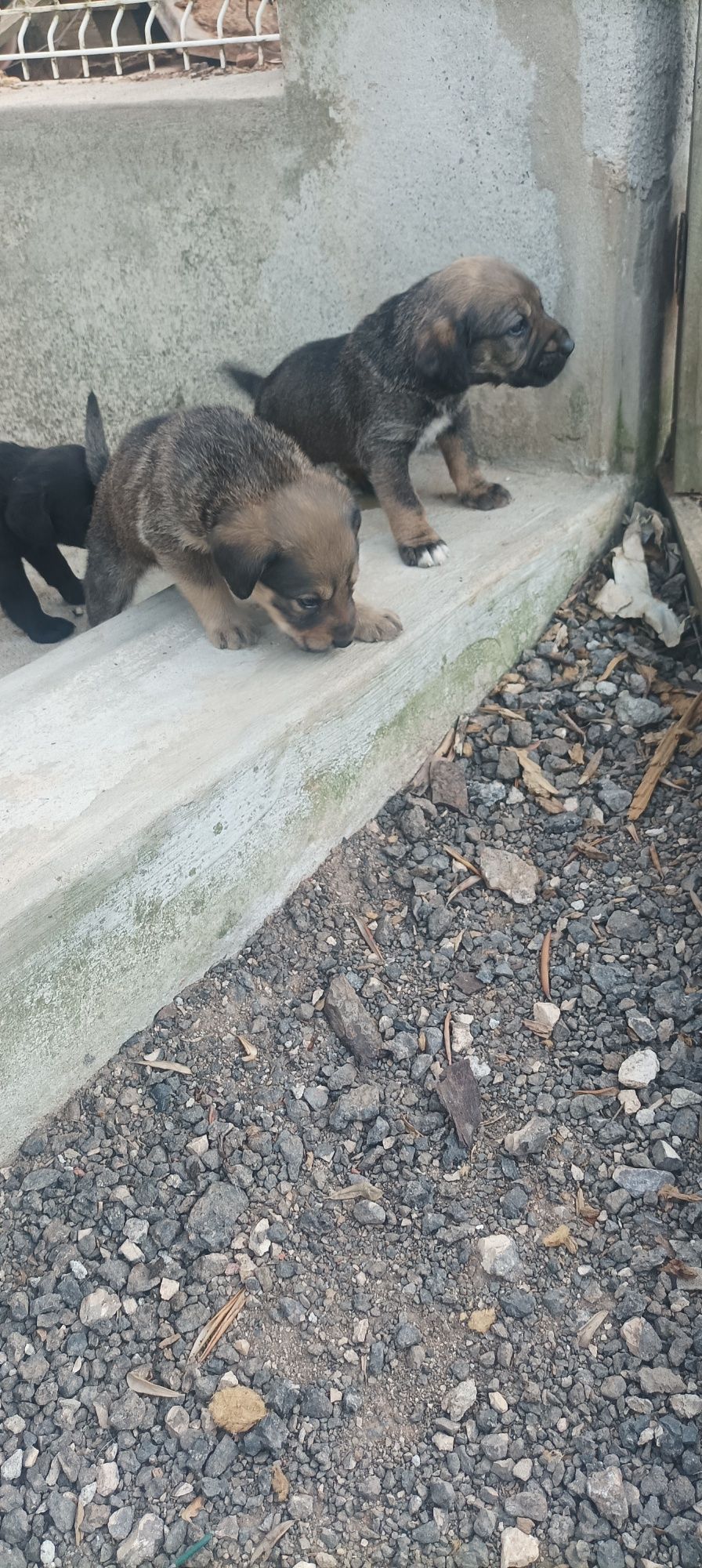 Doação cachorros