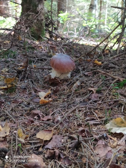 Білі гриби мариновані