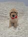 Goldendoodle f1b standard