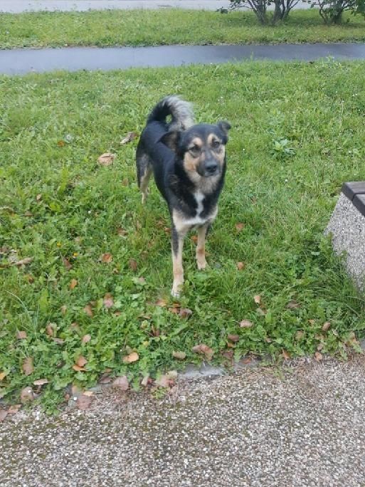 Pilnie!  Roczny mały piesek pilnie szuka domu