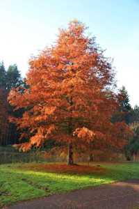 Cypryśnik błotny -  Taxodium distichum