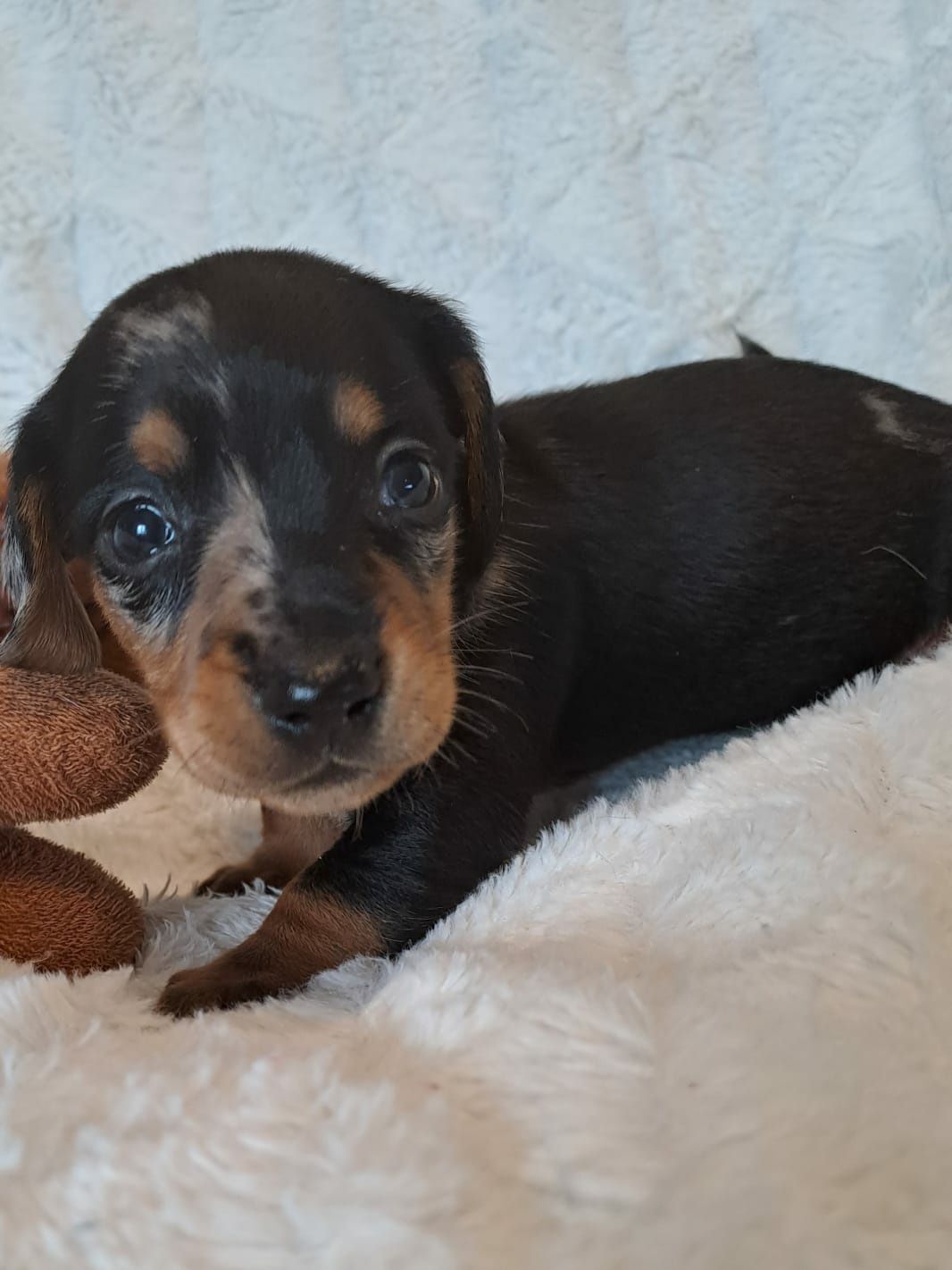 **CEKIN**jamnik miniaturowy black merle krótkowłosy zarezerwowany