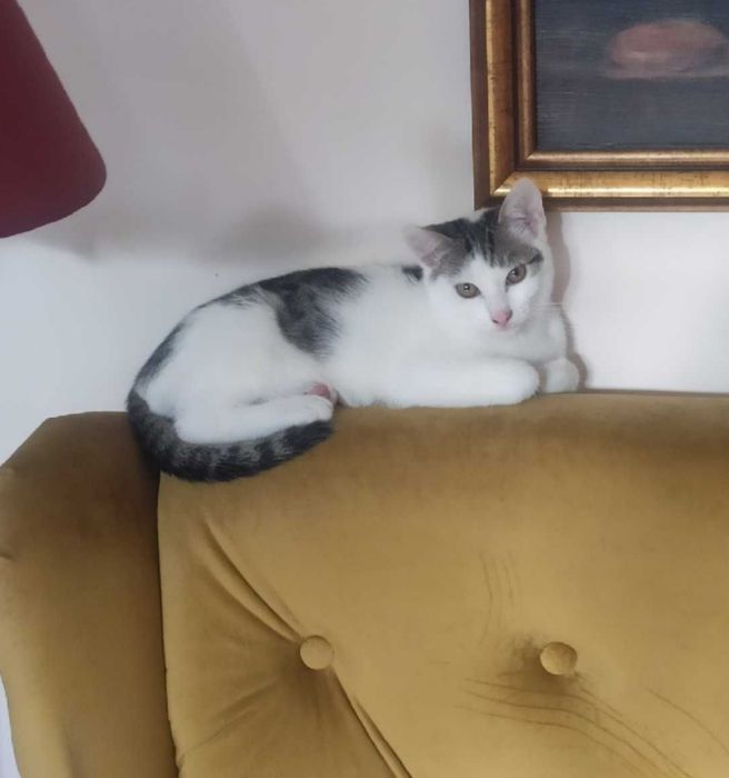 Merlin, Munio i Muffinek - trzy kocurki