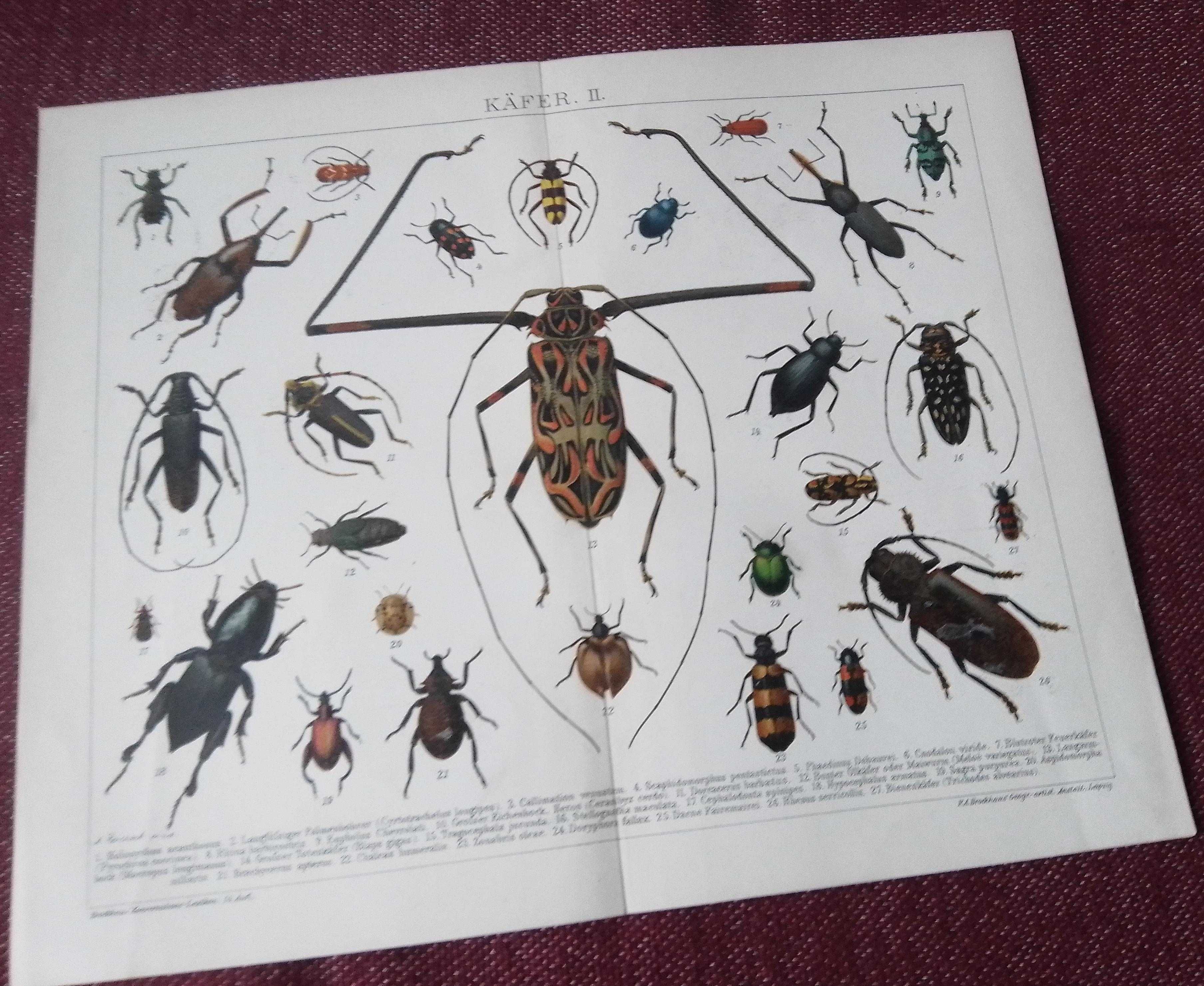 Chrabąszcze - Zwierzęta  oryginalne XIX w. chromolitografie