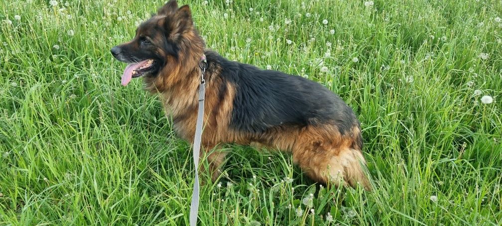 Idealny pies - owczarek do adopcji