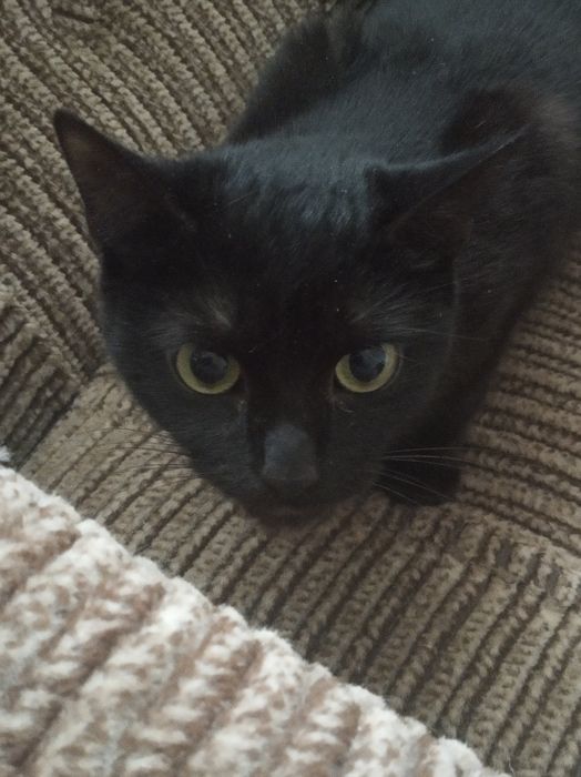 Віддам кішичку у добріруки