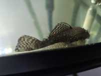 Ancistrus limpa-vidros