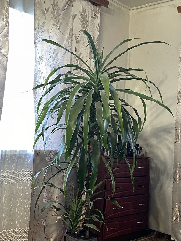 Пальма 2,2 м продам 2000 тис