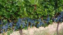 Uvas tintas Marselan - região de Lisboa