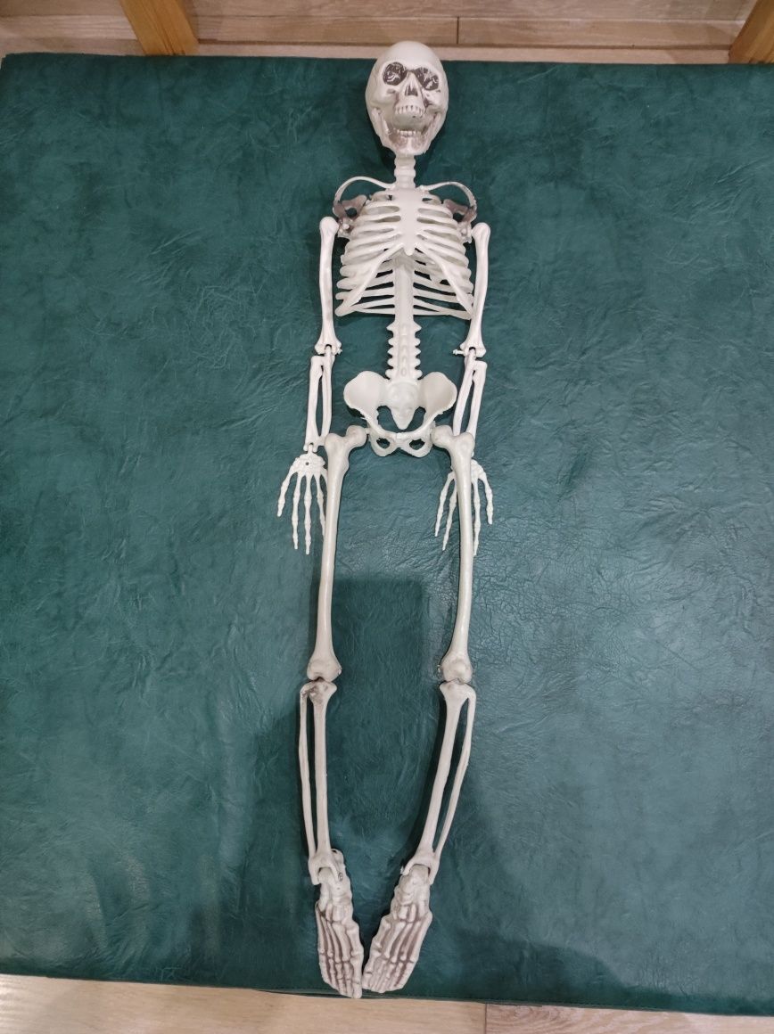 Декор скелет 90 см