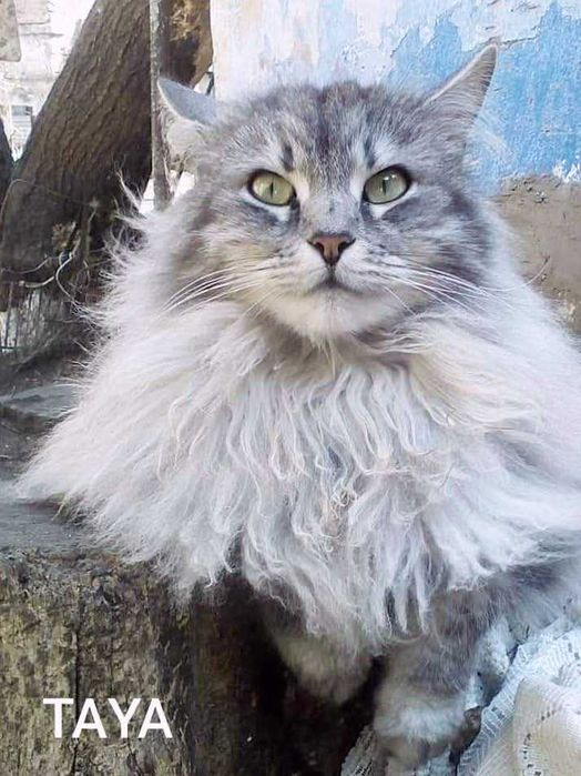 Koty w typie rasy syberyjskiej do adopcji