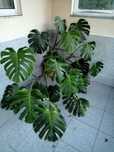Monstera deliciosa