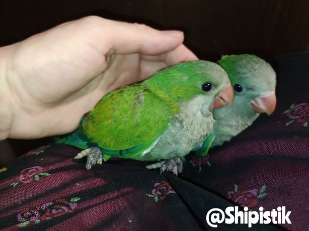 Зелёный ручной попугай Калита Монах, возраст 2 мес
