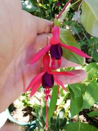 Brincos de princesa - Fuchsia