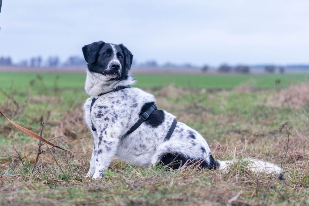Kajtek już 5 lat czeka w Schronisku Nadzieja Napierki
