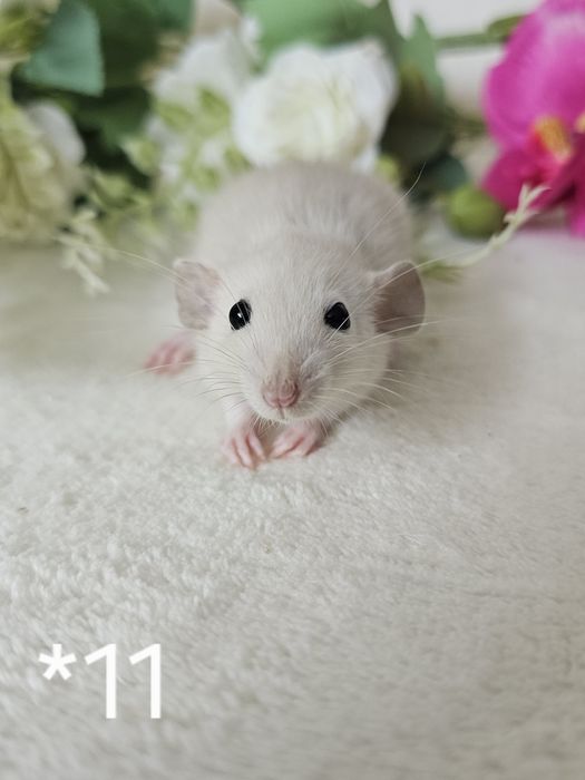 Szczur szczury szczurki