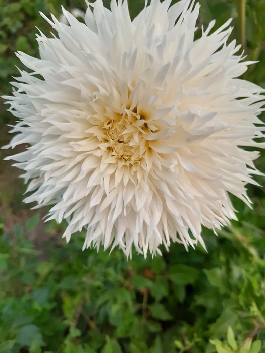 Жоржини бульби (осінь), поділки (весною) . Багато гарних сортів.