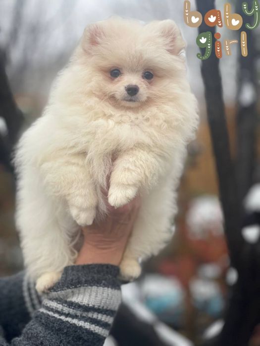 Лапуля! Девочка померанский шпиц!