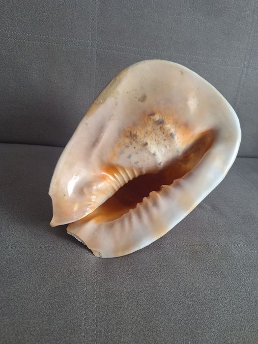 Muszla morska duża