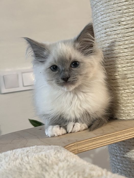 Sliczny  kocurek ragdoll gltowy do zmiany domu
