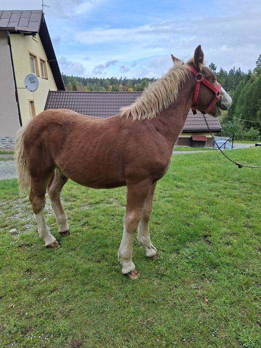 Sprzedam ogierka zimnokrwistego