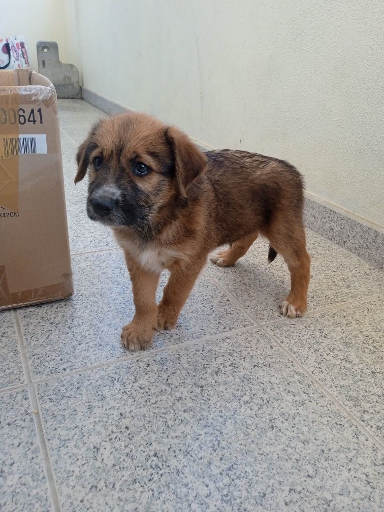 Cachorrinhos X Beagle