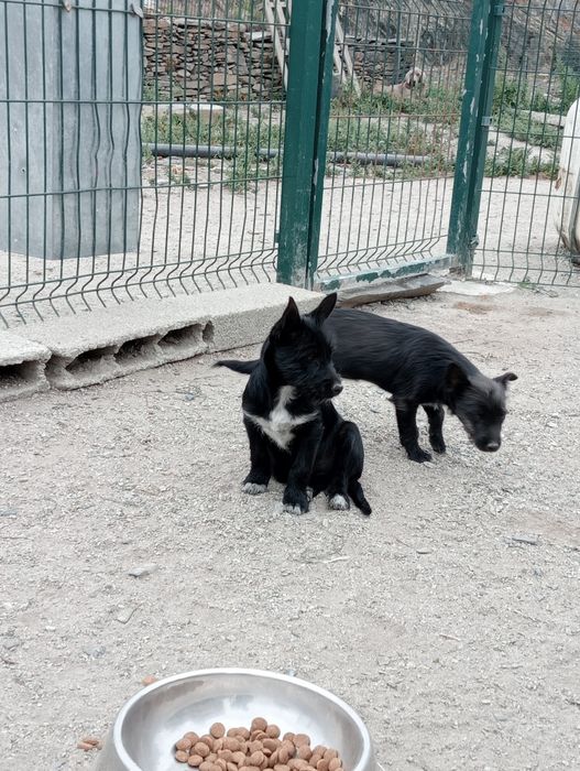 Podengo  mini  caça  bravaças