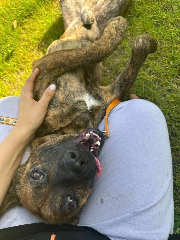 BONANZA - cão jovem adulto para adocao responsavel