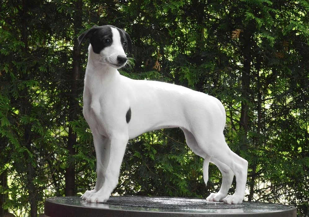 Chart angielski Whippet ZKwP FCI