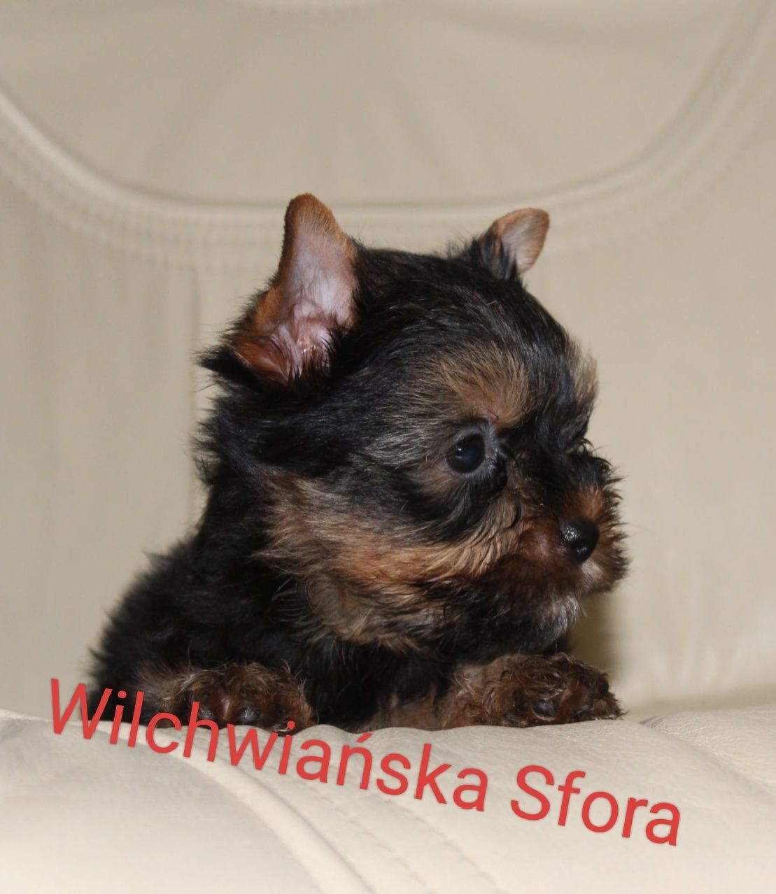 Yorkshire Terrier