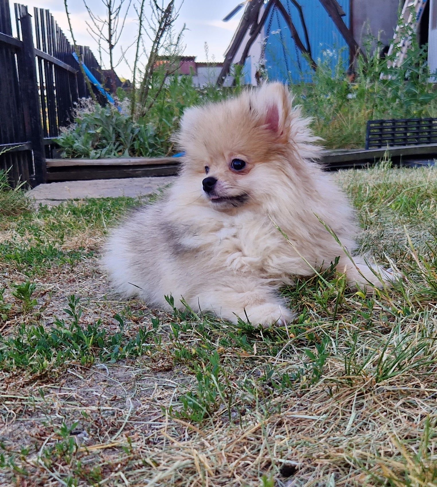 Pomeranian szpic miniaturowy