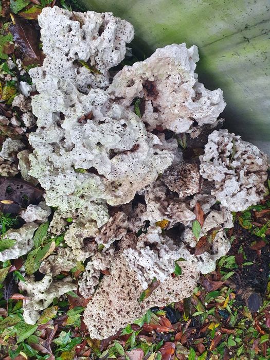 Rochas recife Aquario