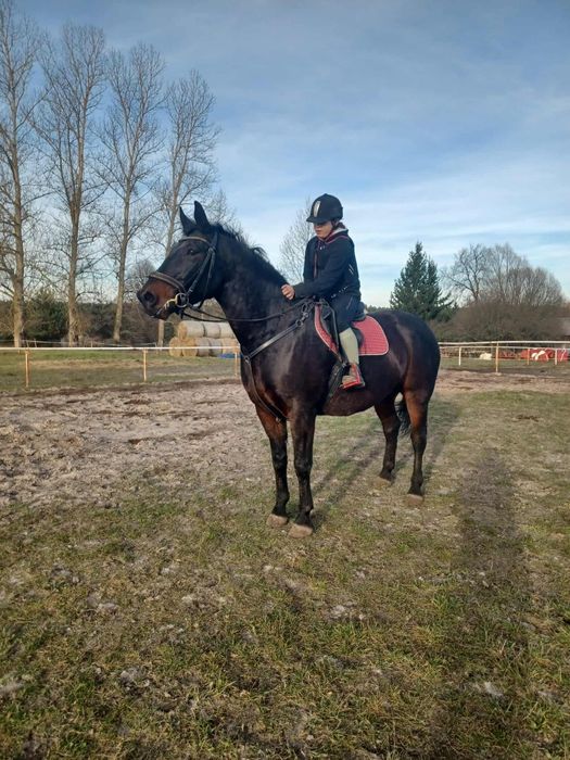 Klacz śląska 15l licencja