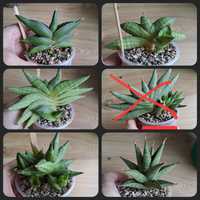 Zestaw 5 sansevieria sansewieria sanseweria hybrydy